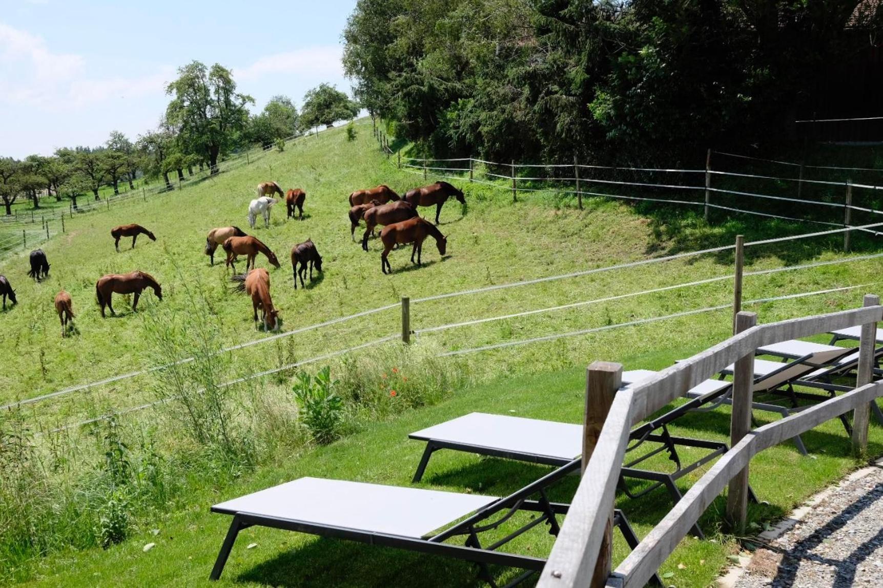 Trautesheim Ferienwohnungen Wangen im Allgäu Екстериор снимка